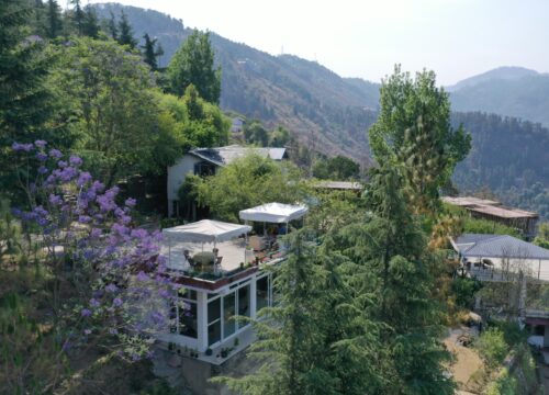 Jacaranda, Naldhera, Himachal Pradesh